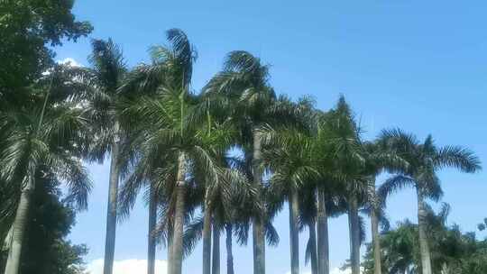 风吹椰子树林