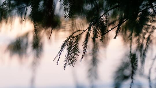 红杉树黄昏落日空境