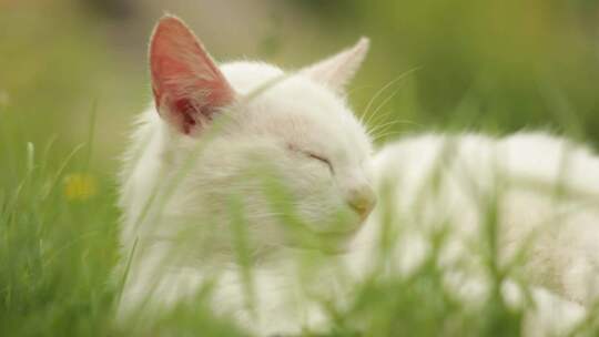 草丛中睡觉的猫