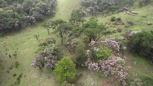 信宜八排顶高山杜鹃花航拍视频素材模板下载