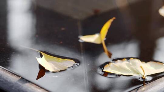 漂浮在水面上的黄色银杏叶