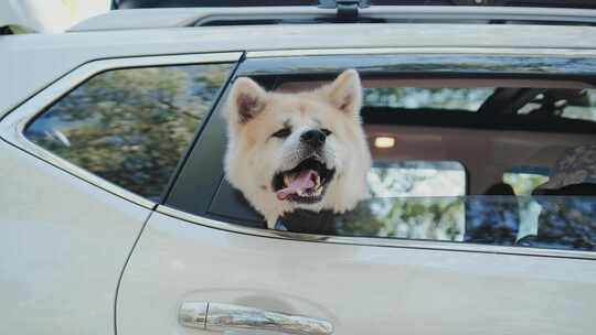 可爱的狗在车里，头在外面慢动作