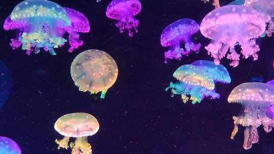 多彩水母