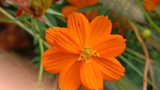 橙色小清新花朵
