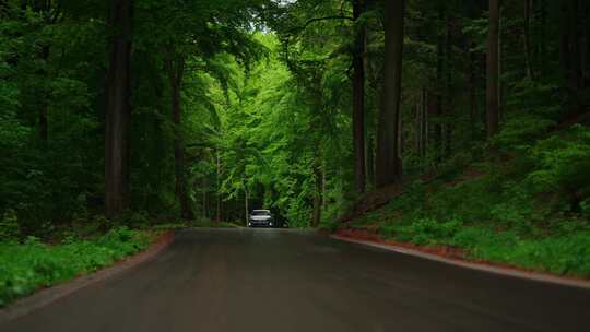 开车穿梭在森林公路pov