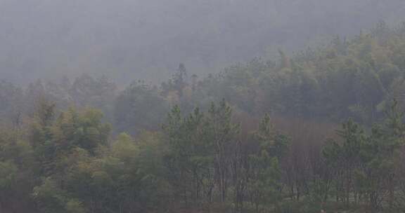 云雾中的山上竹林