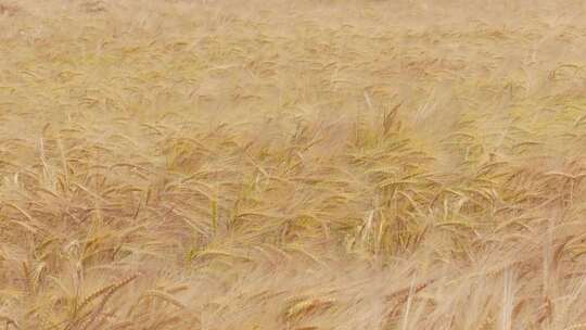 成熟麦穗 小麦成熟 金色麦田