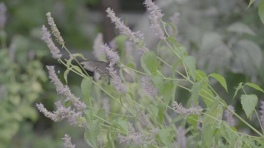 藿香花上的黑色蝴蝶LOG视频素材视频素材模板下载