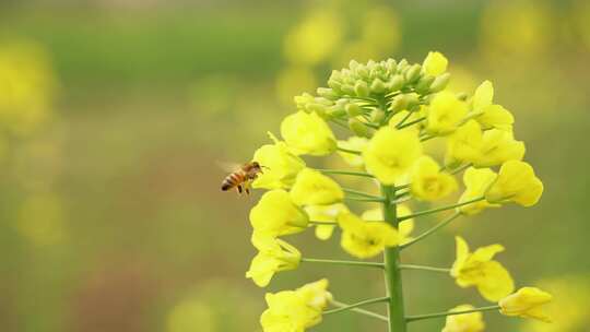 春天油菜花田里的蜜蜂采蜜飞舞视频素材模板下载