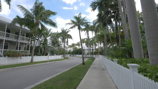 道路两旁的椰树
