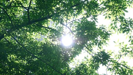 阳光透过树叶，树叶随风飘摇视频素材模板下载