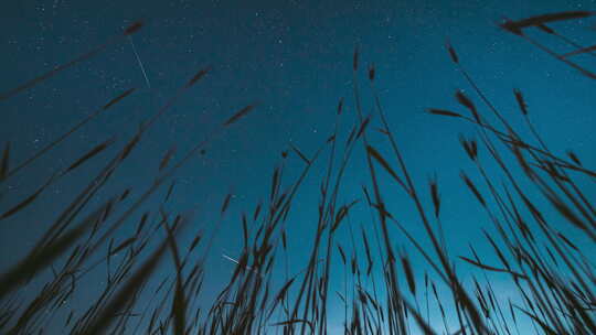 夜空中闪烁的星星和流星轨迹在绿色的年轻麦