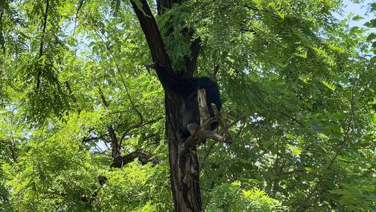 树上的黑猩猩