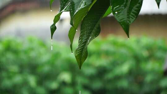 大雨中郁郁葱葱的绿叶