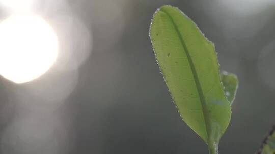 唯美阳光透过茶园茶叶茶山老班章茶王树嫩芽视频素材模板下载