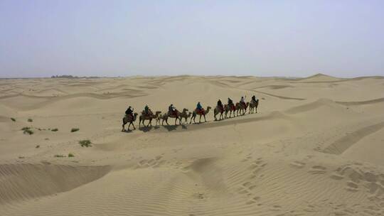 沙漠骆驼 沙漠 骆驼