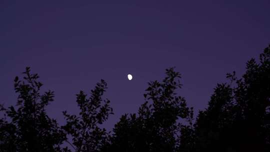 夜晚月亮树林弯月树叶晚上森林夜空天空黑夜