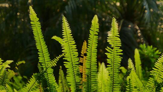 阳光草丛蕨类植物