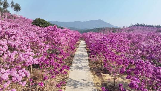 中国广东省江门市新会绿美生态园紫花风铃木