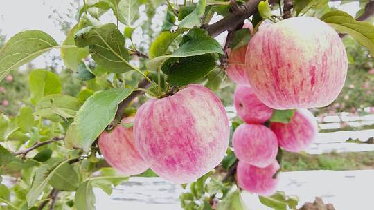 洛川苹果种植视频素材模板下载