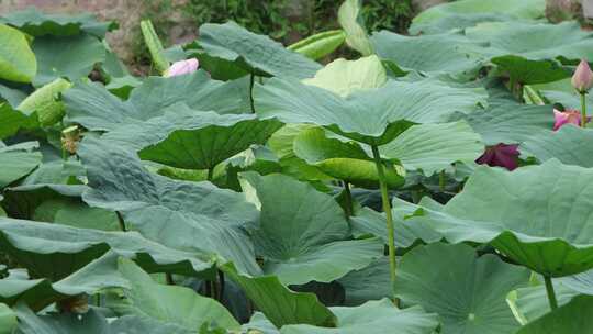 山东省荣成市大疃镇荷花苑夏季风光