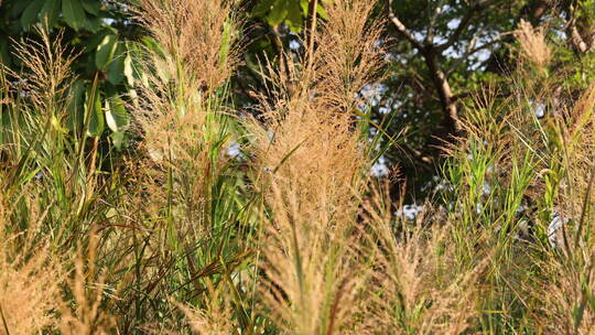 芦苇 狗尾巴草 芦花 阳光 空镜 实拍