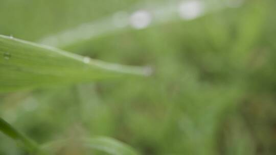 特写的雨滴在草和植物叶视频素材模板下载