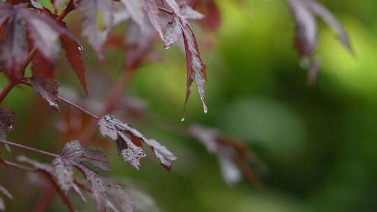 秋天枫叶在雨中轻轻摇动