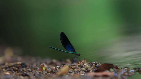 一只黑蓝色的黑蟌 翅膀是蓝色的蜻蜓视频素材模板下载