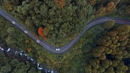 高清实拍眉山洪雅瓦屋山森林