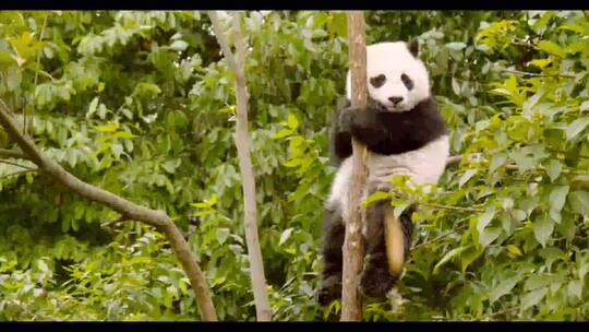 大熊猫熊崽坐在树上