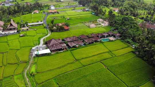 印度尼西亚巴厘岛乌布卡扬甘别墅稻田和农场视频素材模板下载