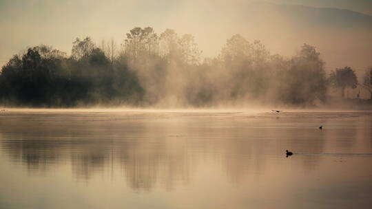 云雾缭绕的湖面游过几只水鸟