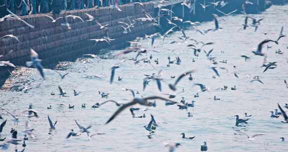 大海海面飞翔的海鸥