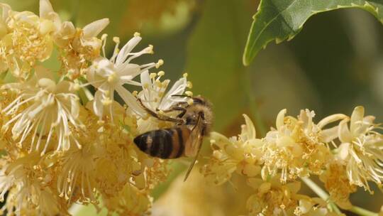 蜜蜂从花朵上收集花粉视频素材模板下载