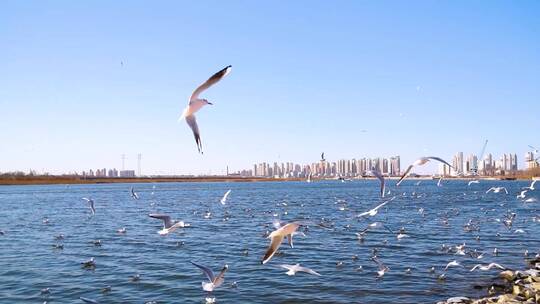 天津滨海新区老码头成群的海鸥