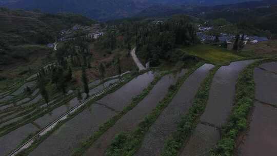 雷波马湖莼菜