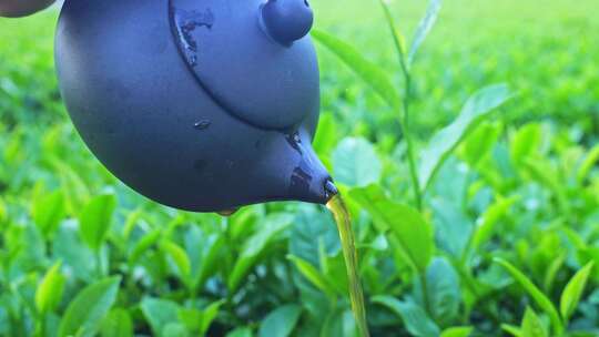 茶叶茶艺茶文化茶树品茶倒茶春茶茶道茶芽