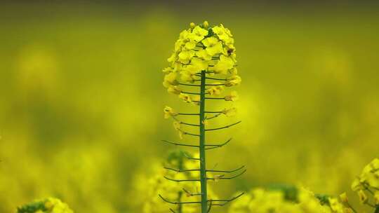 汉中皇塘油菜花