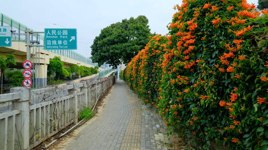 炮仗花藤蔓 爬墙植物爬满围墙