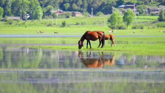 湖边草地上的马妈妈和小马