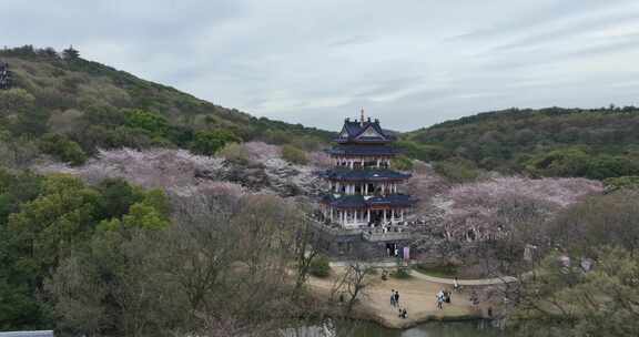 无锡鼋头渚樱花盛开满目樱花