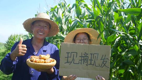 玉米种植基地