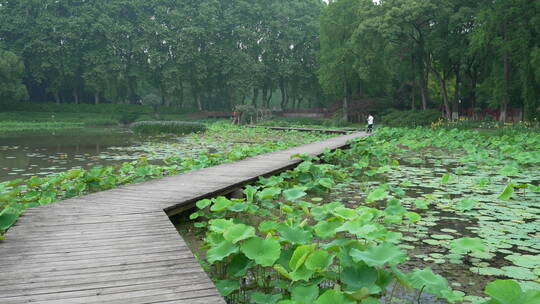 中国科学院武汉植物园荷花展示区