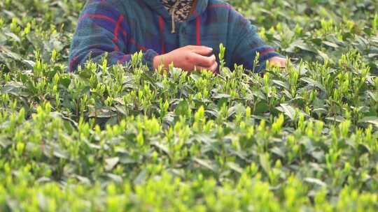 春天茶园采茶女采摘茶叶