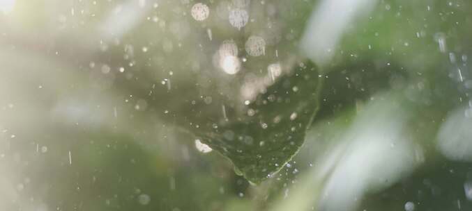 雨中打在叶子上特写镜头