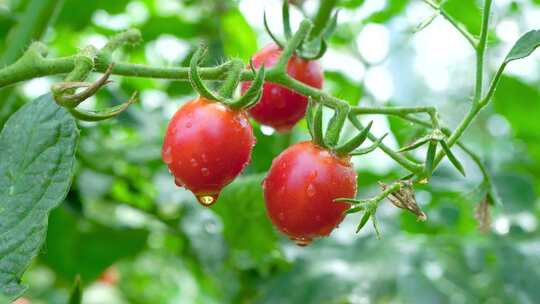 农作物 千禧圣女果
