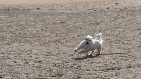Coton de Tulear狗，女性在沙滩上奔跑，法国东南部的卡马格，慢动作视频素材模板下载