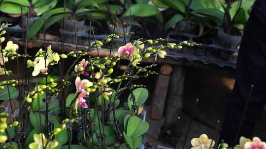 蝴蝶兰 兰花 花朵 观赏花 卉漂亮的花朵