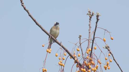 苦棟树枝上的白头鹎鸟